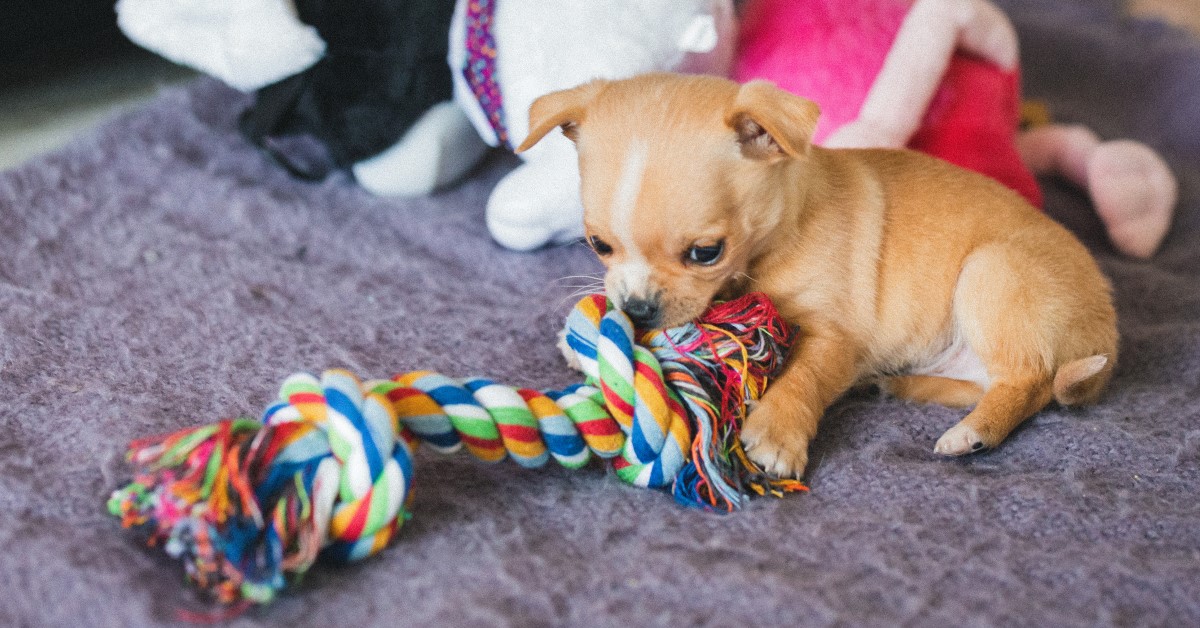 Heavy Chewers Will Love These Dog Toy Subscriptions